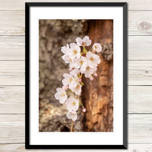 Cherry Tree Photo Instant Download, Printable Photo Wall Art, Cherry Trees Wall Art, Digital Download Photography, Flowering Tree