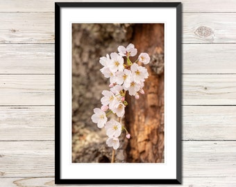 Cherry Tree Blossom Photo, Printable Spring Wall Art (Digital Download)