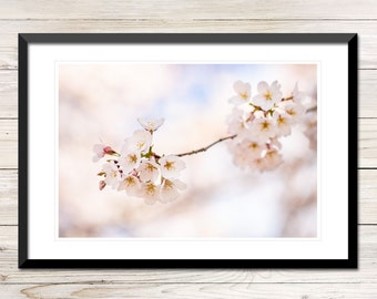 Ivory Cherry Blossom Photo, Dreamy Spring Wall Art (Digital Download)