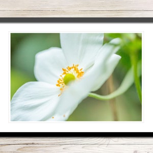 Wild Flower Photo Instant Download, Printable Photo Wall Art, Wild Flower Print, Wild Flower Wall Art, Digital Download Photography