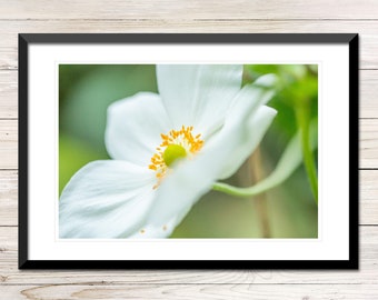 Wild Windflower Photo, Botanical Wall Art (Digital Download)