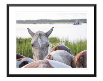 Horse Wall Art, Pony Photo Print, Fine Art, Home Decor