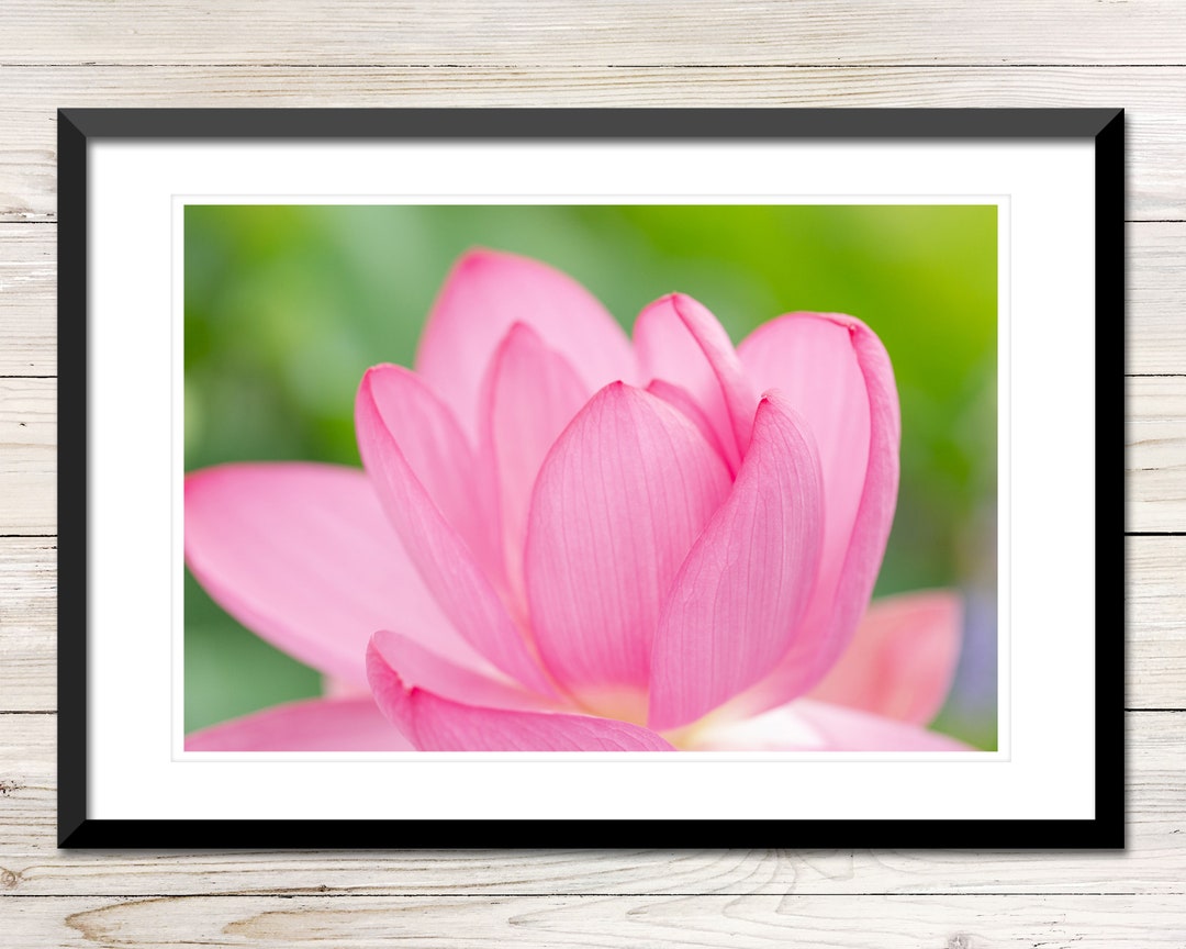 Pink Lotus Flower Photo, Printable Wall Art (digital Download) - Etsy