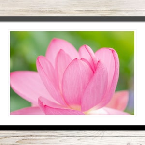 Pink Lotus Flower Photo Instant Download, Printable Photo Wall Art, Lotus Blossom Wall Art, Digital Download Photography