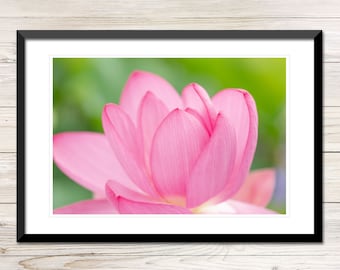 Pink Lotus Flower Foto, druckbare Wandkunst (Digitaler Download)