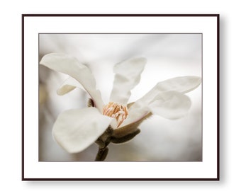 Magnolia Photo Print, Magnolia Photo, Magnolia Flower, Magnolia Photography, White Magnolia, Wall Art, Home Decor