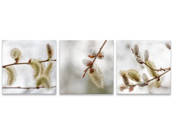 Pussy Willows Gallery Wall Collage (Set of 3 Photo Prints), Wall Art, Home Decor