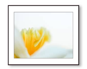 Spring Daffodil Photo Print, Fine Art, Wall Art, Home Decor