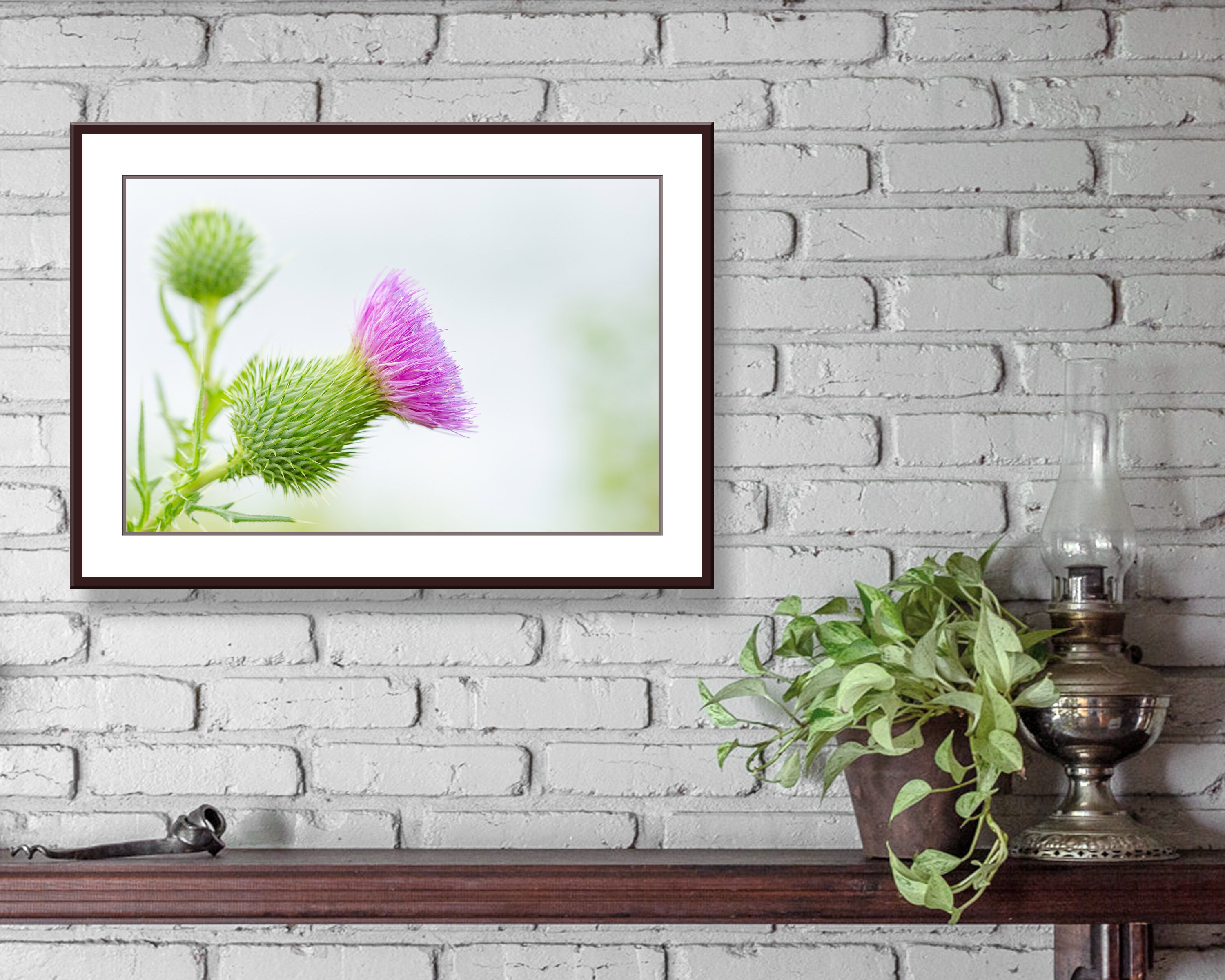 Thistle Photo Instant Download, Printable Photo Wall Art, Thistle Print