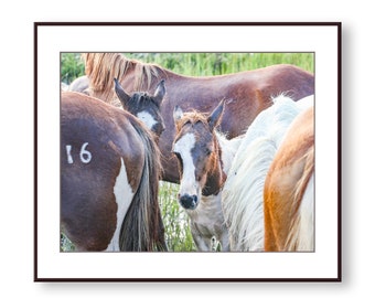 Wild Pony Photo Print, Fine Art, Wall Art, Home Decor