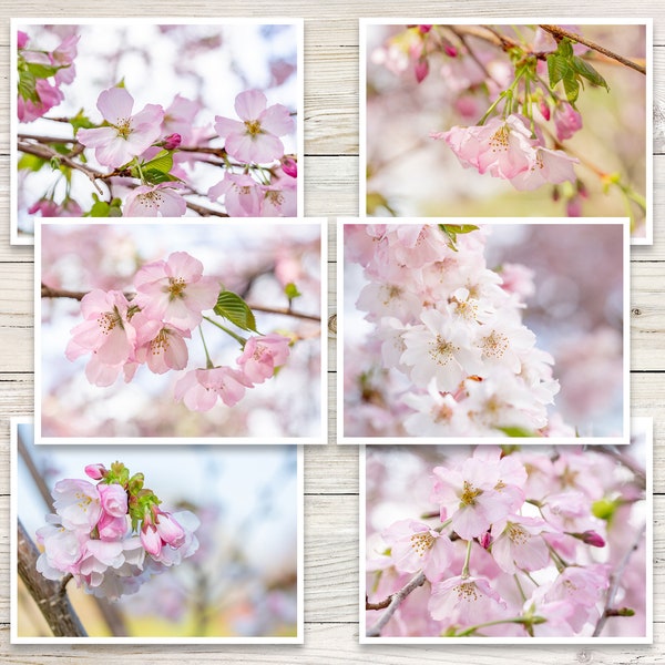 Spring Blossom Note Cards (Set of 6), Macro Photography, Spring Note Card Set, Blank Note Cards with Envelopes, Spring Notecards