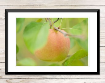 Cortland Apfel Foto, druckbare Herbst Küche Dekor (digitaler Download)