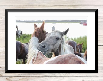 Chincoteague Ponies Photo, Printable Wild Horses Art Print (Digital Download)