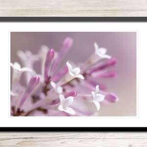Lilac Photo Instant Download, Printable Photo Wall Art, Lilac Photo, Lilac Photo Download, Lilac Printable, Digital Download Photography