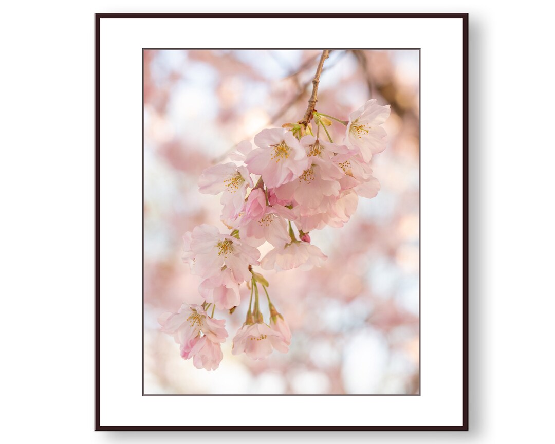 Pink Cherry Blossom Photo Print, Fine Art, Wall Art, Home Decor - Etsy
