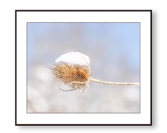 Winter Teasel Photo Print, Fine Art, Wall Art, Home Decor