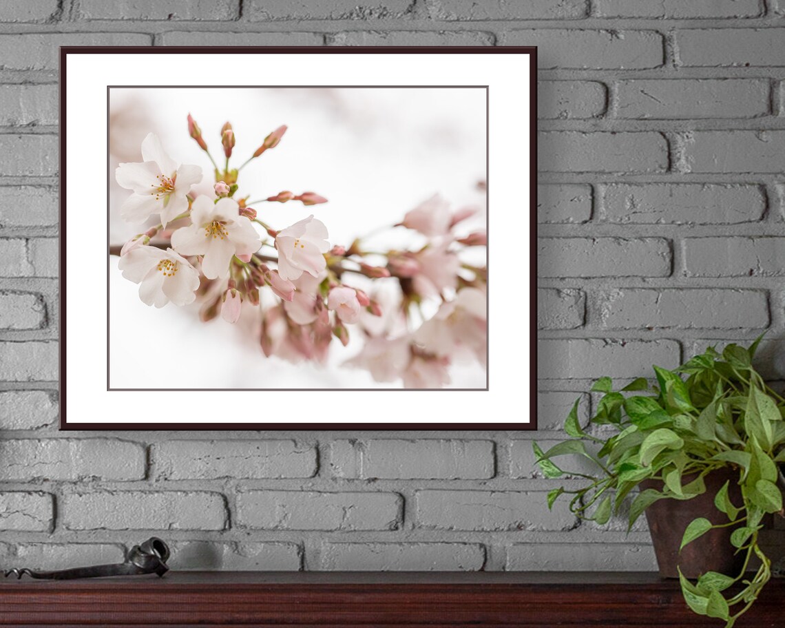 White Cherry Blossom Photo Print, Fine Art, Wall Art, Home Decor - Etsy