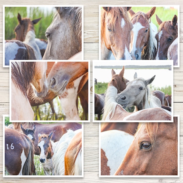 Horse Note Cards (Set of 6), Horse Notecards, Wild Pony Photo Note Cards, Wild Horse, Blank Photo Cards, Blank Note Cards with Envelopes