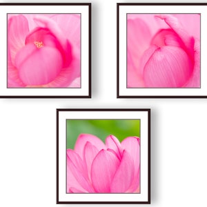 Pink Lotus Flower Print Set of 3 Photos, Lotus Art Print Set, Lotus Flower Photo Set, Lotus Wall Art, Lotus Flower Art