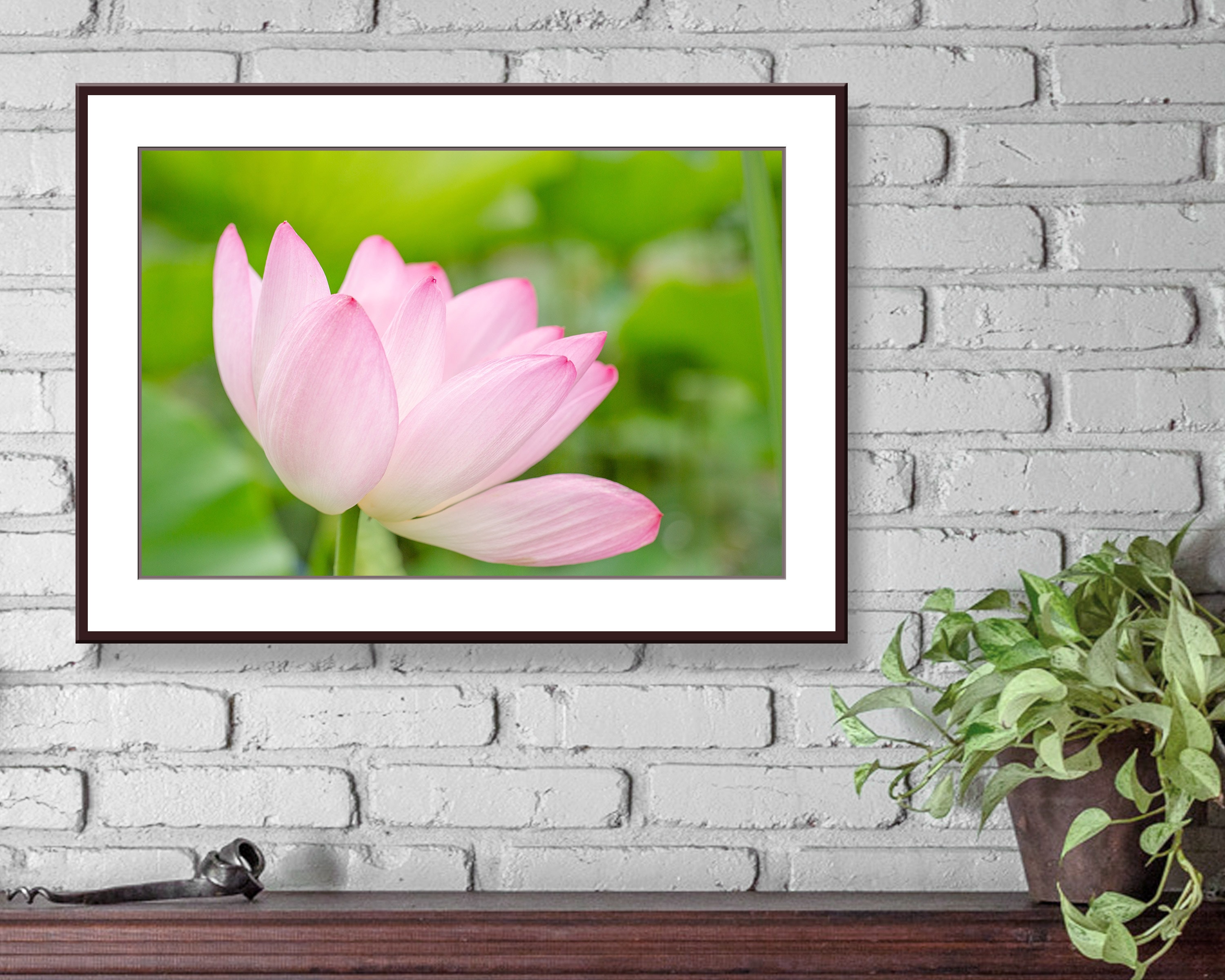 Lotus Flower Photo Instant Download, Printable Photo Wall Art, Lotus Home Decor, Digital