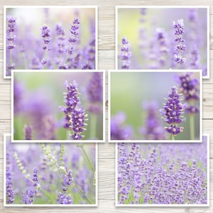 May include: A set of six printable photos featuring lavender flowers in various shades of purple. The photos are arranged in a grid pattern and show close-ups of the flowers.
