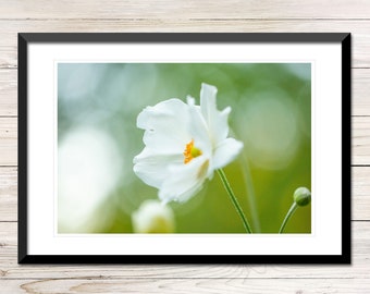 Anemone Flower Photo, White Petals Printable Wall Art (Digital Download)