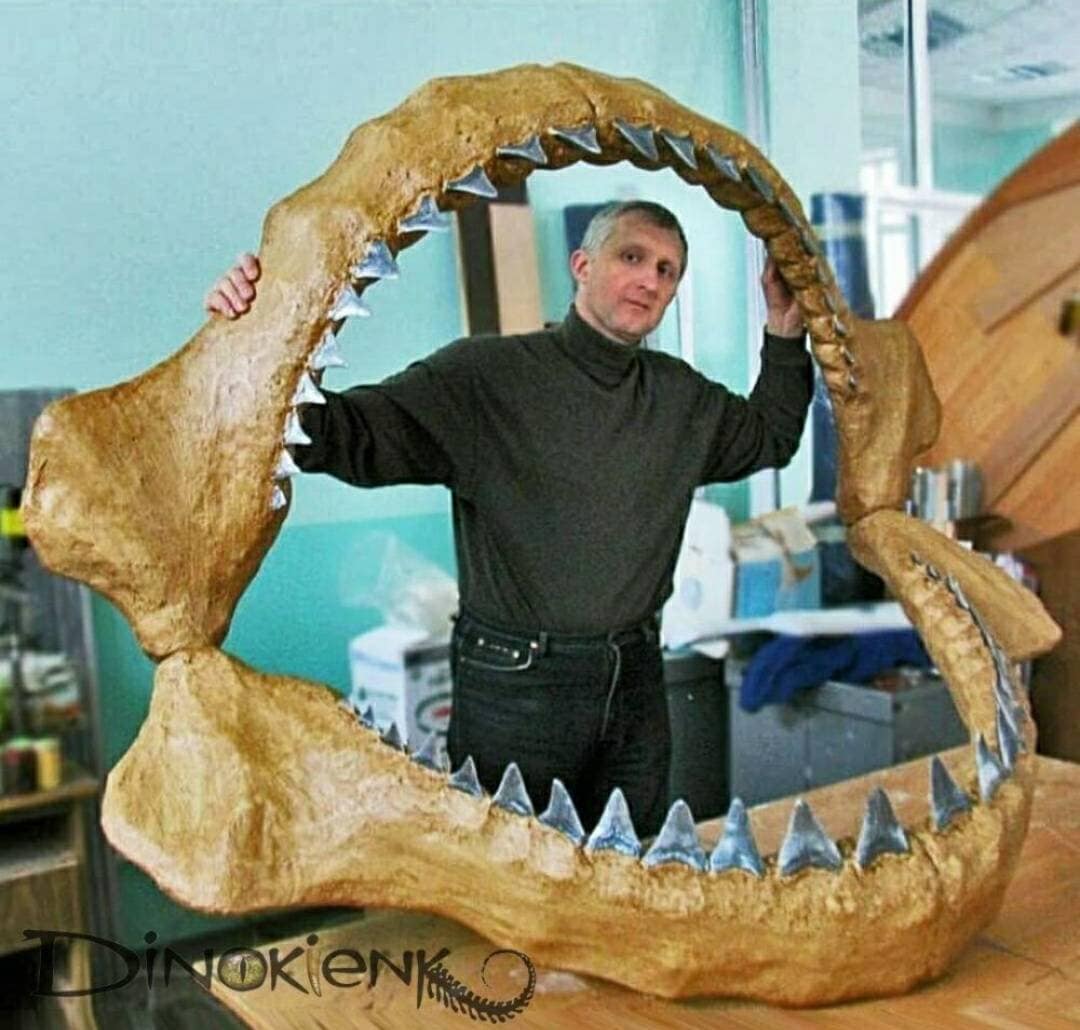 megalodon tooth for sale