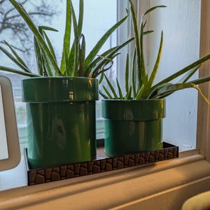 May include: Two green potted aloe vera plants on a brown stone-patterned tray. The plants are in front of a window with a white frame.