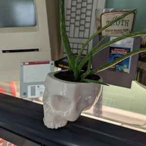 May include: A white ceramic skull planter with a green succulent plant growing inside. The skull has a detailed design with a prominent nose and eye sockets.