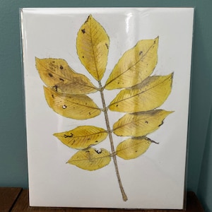 Hickory Leaf Fine Art Print