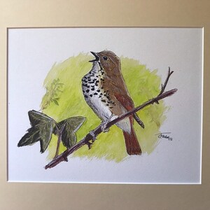 Hermit Thrush Fine Art Print