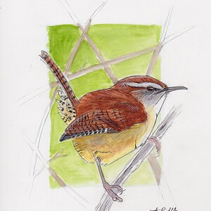 Carolina Wren Fine Art Print