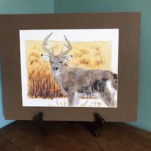 White-tailed Deer Fine Art Print