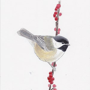 Black-capped Chickadee Fine Art Print