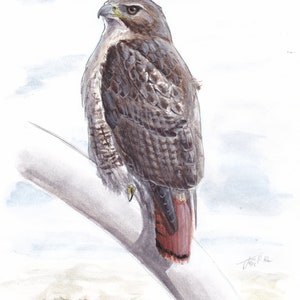 Red-tailed Hawk Fine Art Print
