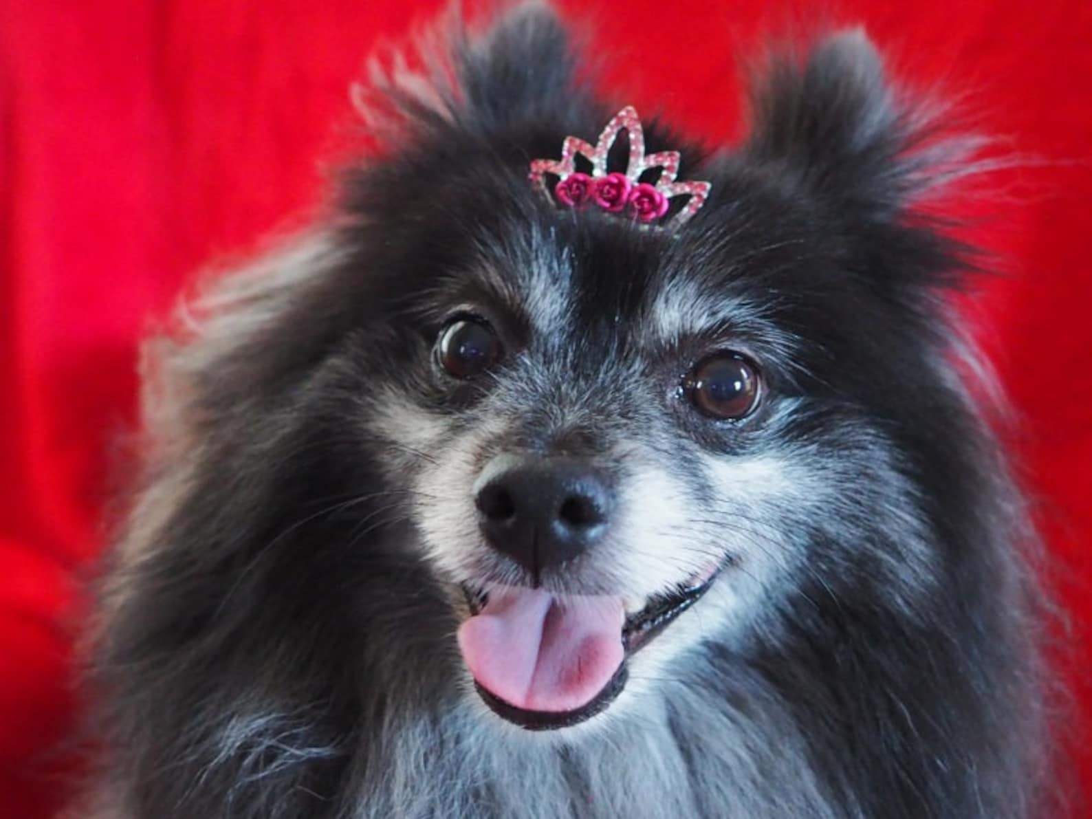Pet Dog Red Pink Rose Rhinestone Tiara Crown Accesory Birthday - Etsy