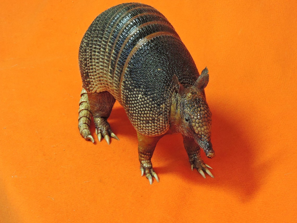 ARMADILLO TAXIDERMY real walking stuffed armadillo wild Texas Etsy
