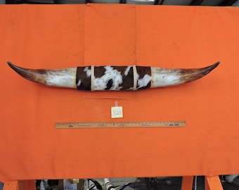 Steer Bull Horns #325 Mounted Longhorns Steer Horns 4'2" tip to tip 18 3/4" Bases  Cow Bull Horn Longhorn