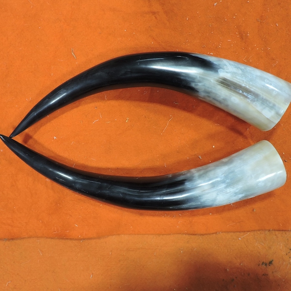 10" - 16" STEER Horns Mounted Cow Bull LONGHORN TAXIDERMY Pairs Polished