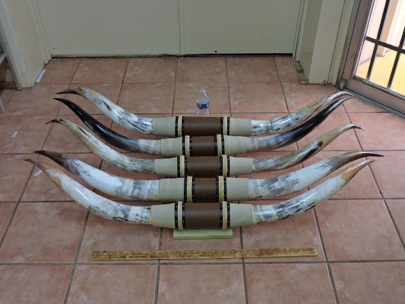 Steer Horns 5' 5'5 Mounted LONGHORN Steer Etsy
