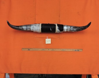 Steer Bull Horns #319 Mounted Longhorns Steer Horns 3'7" tip to tip 13" Bases  Cow Bull Horn Longhorn