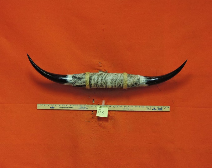 118 MOUNTED STEER Horns 3 Ft 6 in Longhorn Steer Horns BULL Etsy