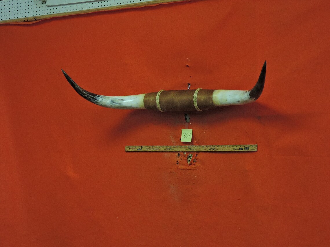 307 MOUNTED STEER horns 4 ft 2 in Longhorn Steer horns BULL Etsy