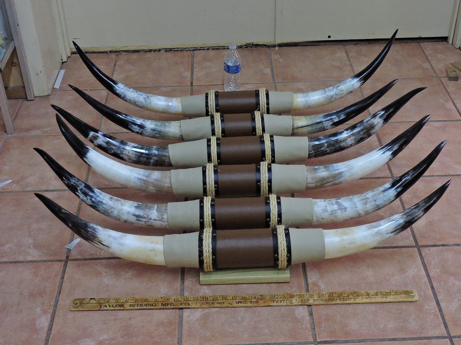 Steer horns 3' 6" - 3'11" tip to tip (1 only) mounted big cow horns bull horn longhorns horns