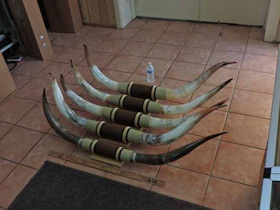 mounted steer horns ONE SET 6' to 6' 6" LONGHORN BULL COW POLISHED horn 