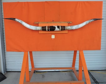 Steer horns #267 mounted LONGHORN Steer horns 7'7 1/2" tip to tip
