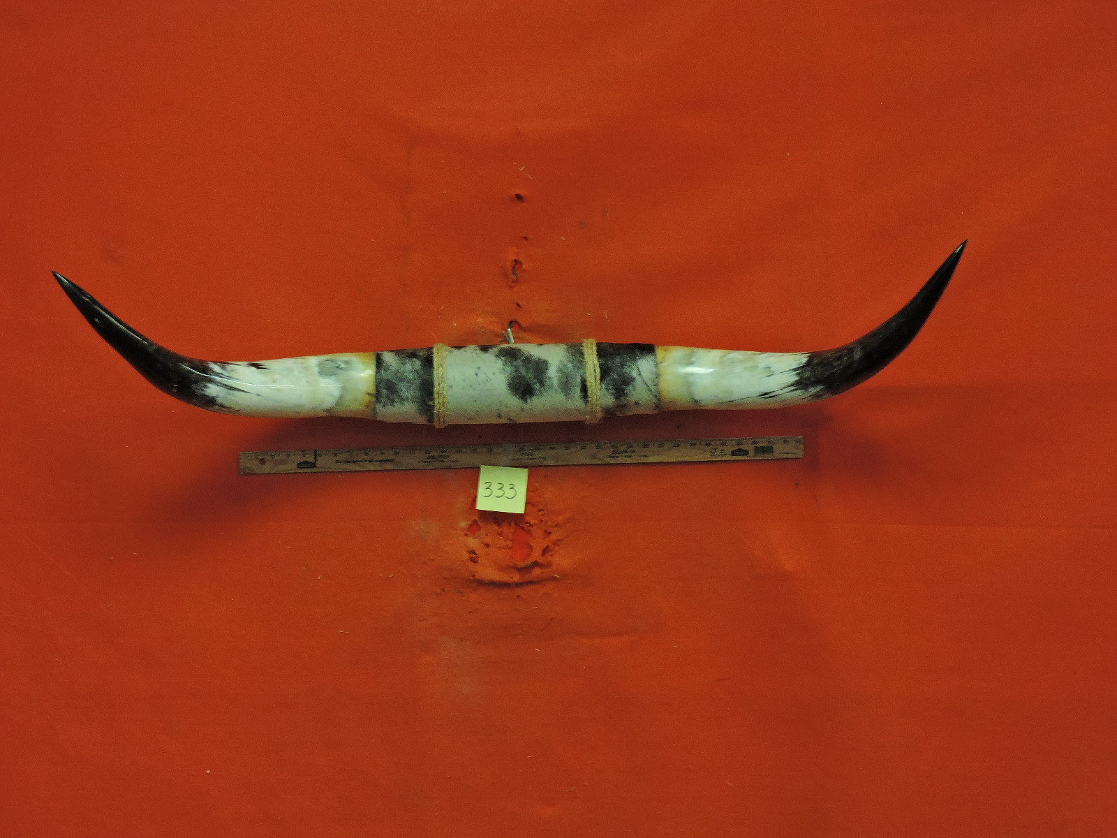 333 MOUNTED STEER horns 4 ft 5 in Longhorn Steer horns BULL Etsy