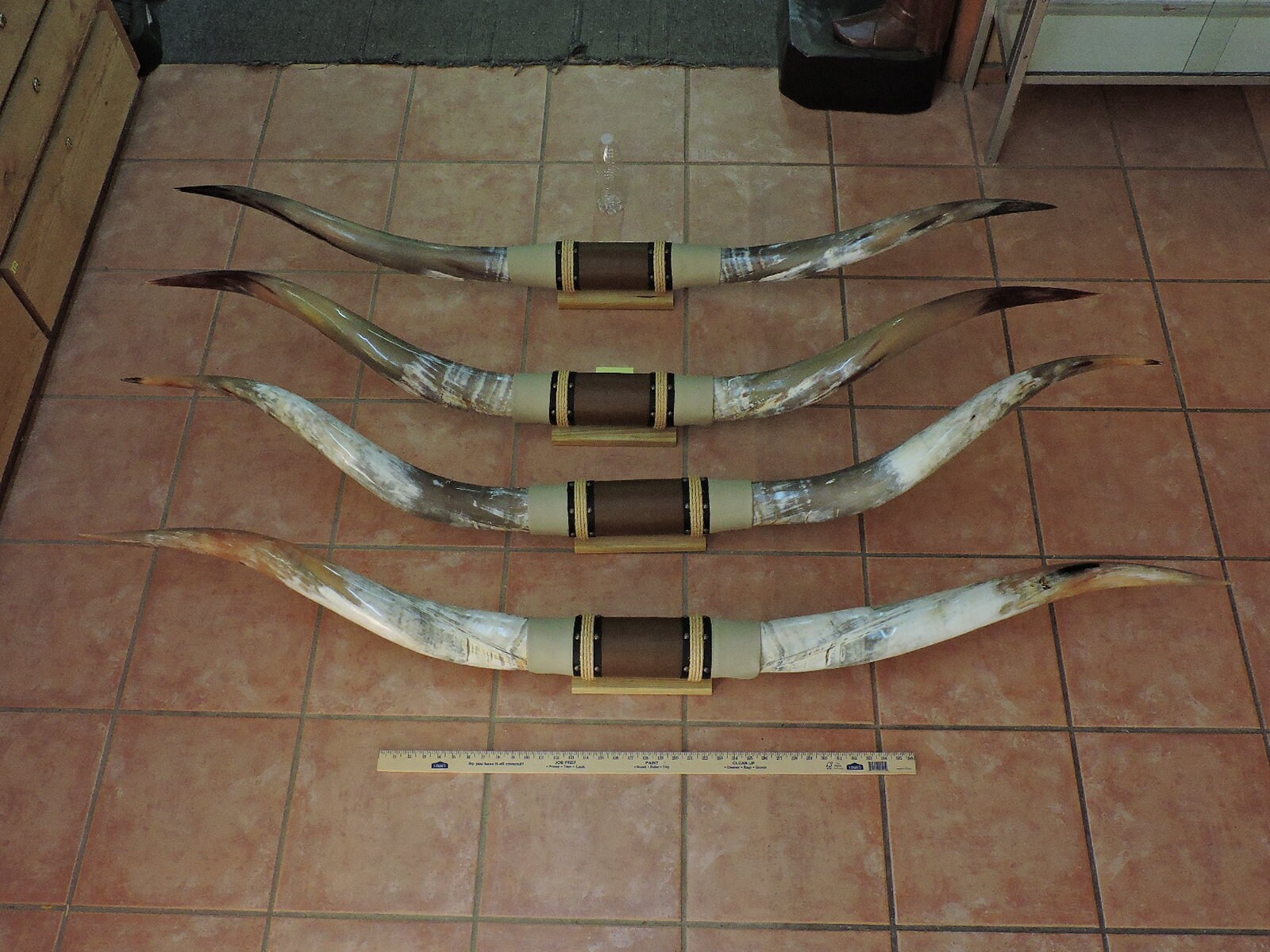Steer Horns 6' 6'5 Mounted LONGHORN Steer Etsy