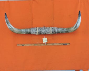 Steer horns #232 mounted LONGHORN Steer horns 3'9" tip to tip