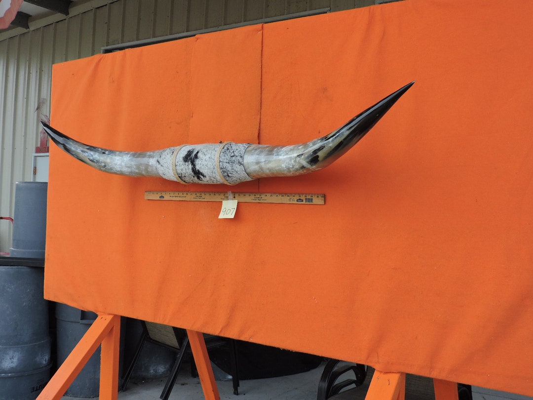 Steer Horns 907 Mounted LONGHORN Steer Horns 5'9 Tip to Tip 17 Bases Etsy